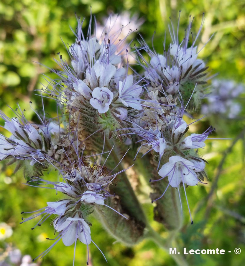 Phacelia tanacetifolia