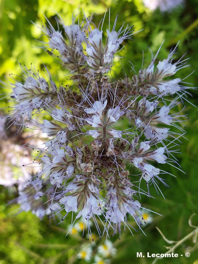 Phacelia tanacetifolia