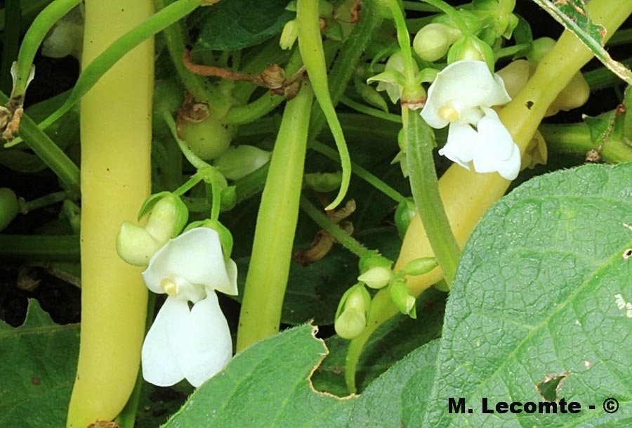 Phaseolus vulgaris