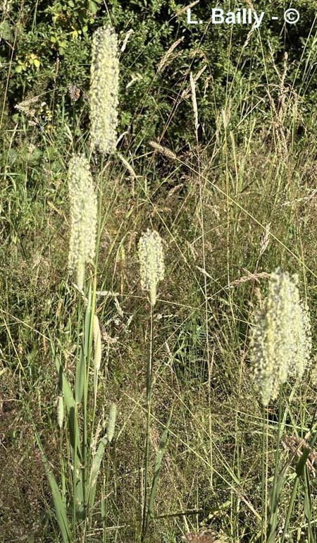 Phleum pratense (fléole des prés)
