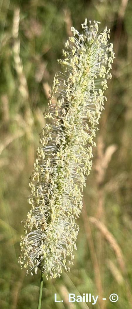 Phleum pratense (fléole des prés)