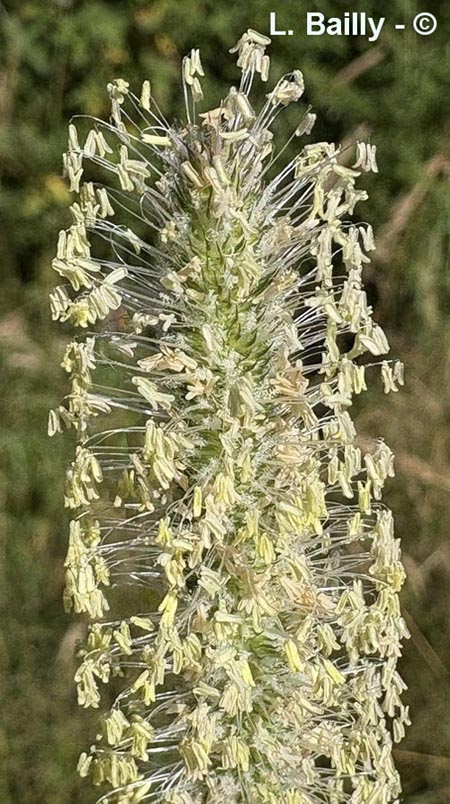Phleum pratense (fléole des prés)