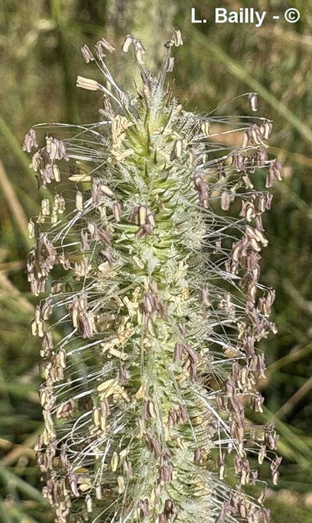 Phleum pratense