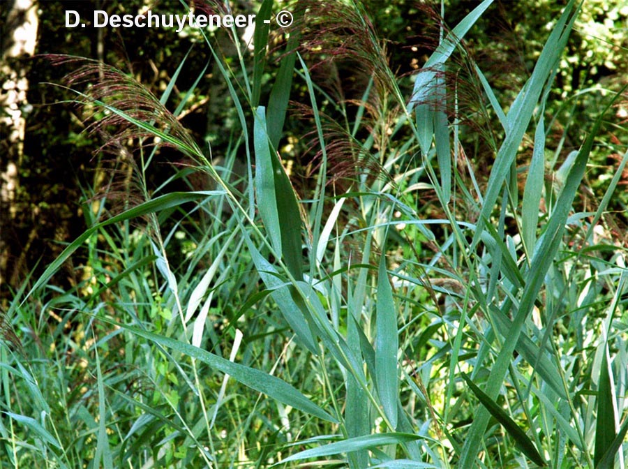 Phragmites australis
