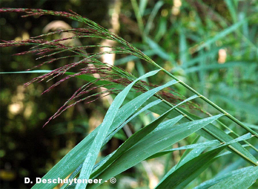 Phragmites australis