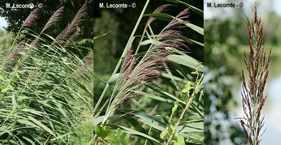 Phragmites australis