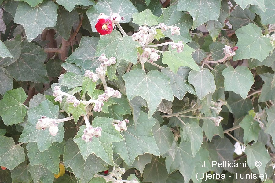 Phymosia umbellata (mauve arbustive)