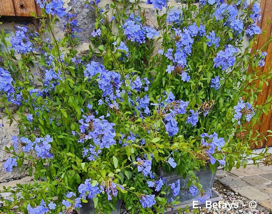 Plumbago auriculata (dentelaire du Cap)