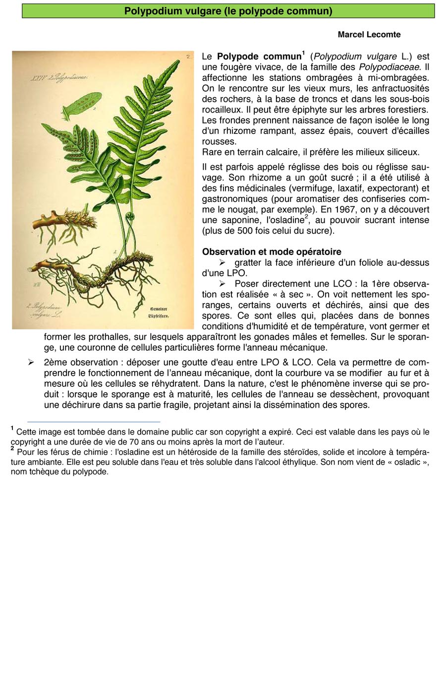 Polypodium vulgare (polypode vulgaire)