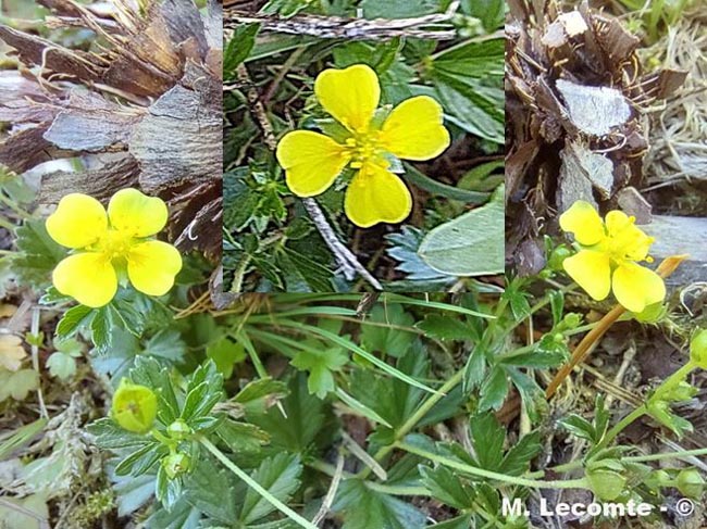 Potentilla erecta