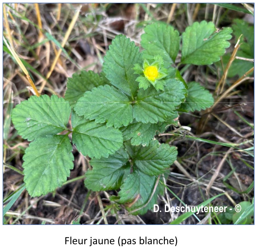 Potentilla indica (potentille des Indes, fraisier à fleurs jaunes)