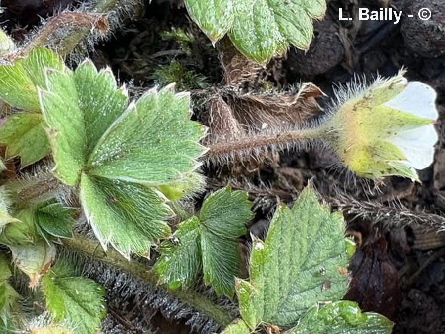 Potentilla sterilis