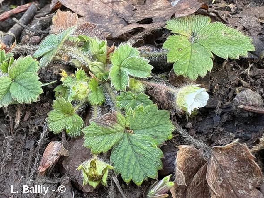 Potentilla sterilis