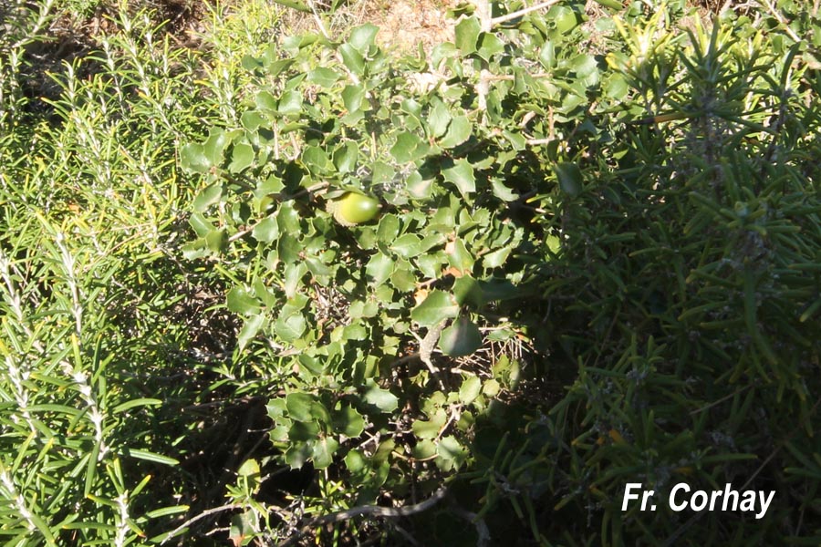 Quercus coccifera