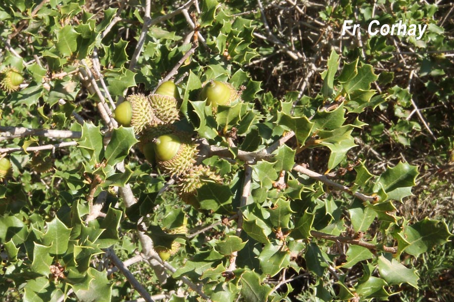 Quercus coccifera