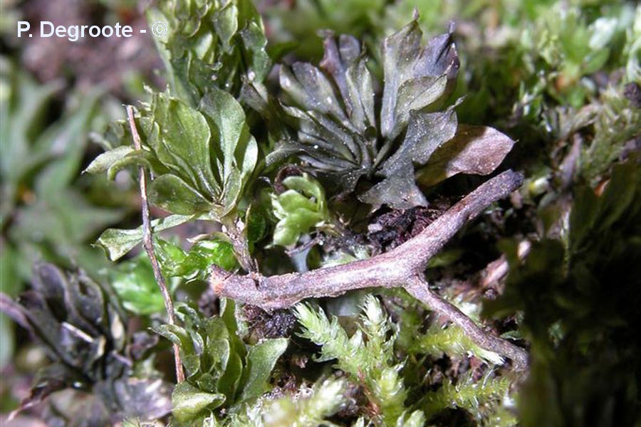 Rhodobryum roseum