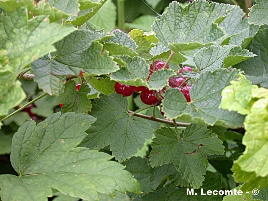 Ribes rubrum (groseillier à grappes)