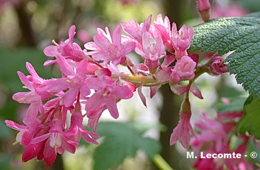 Ribes sanguineum
