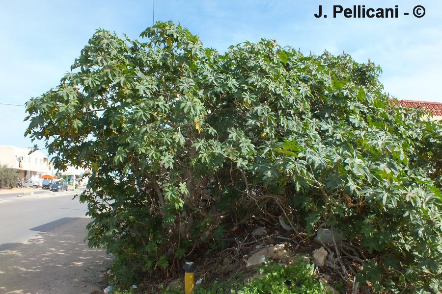 Ricinus communis