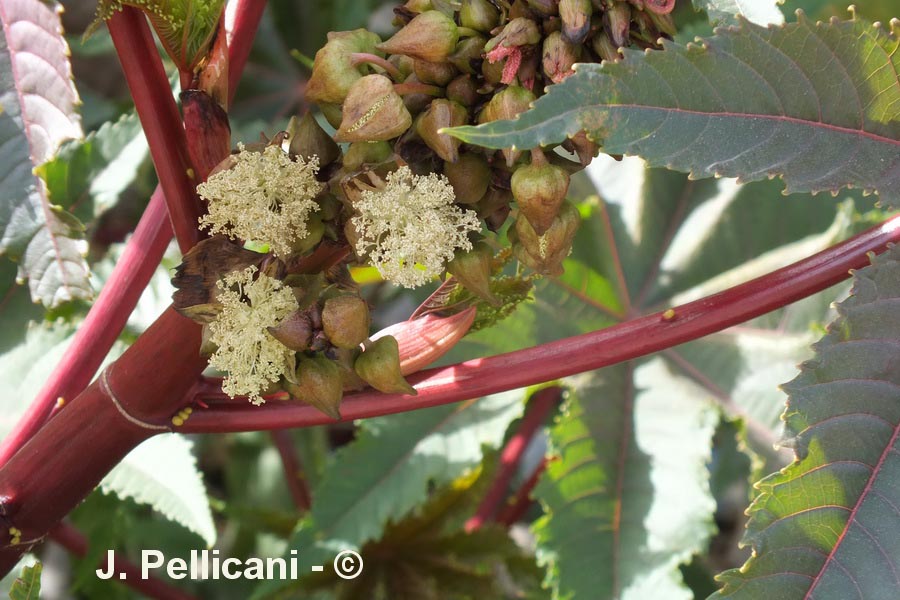 Ricinus communis