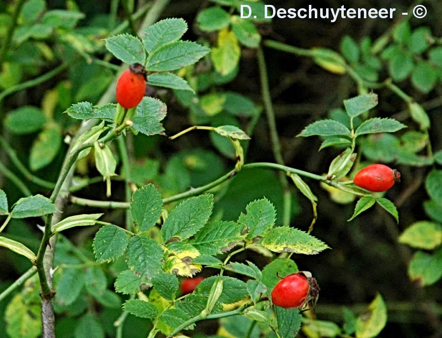 Rosa canina (rosier des chiens)