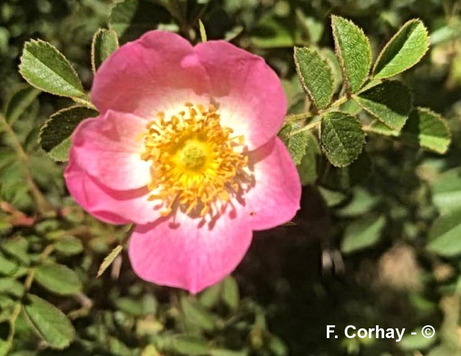 Rosa rubiginosa