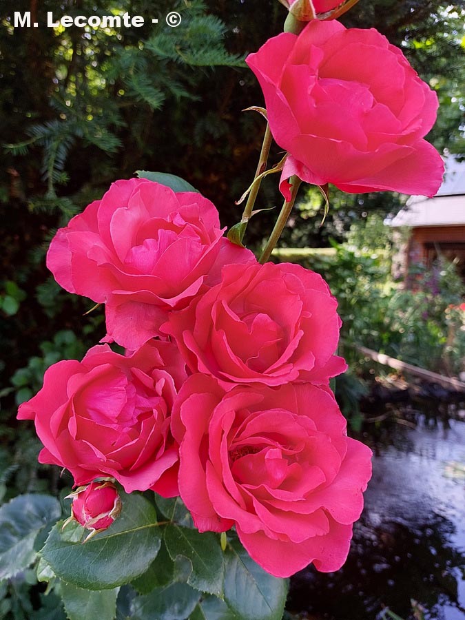Rosa sp. (cultivar)