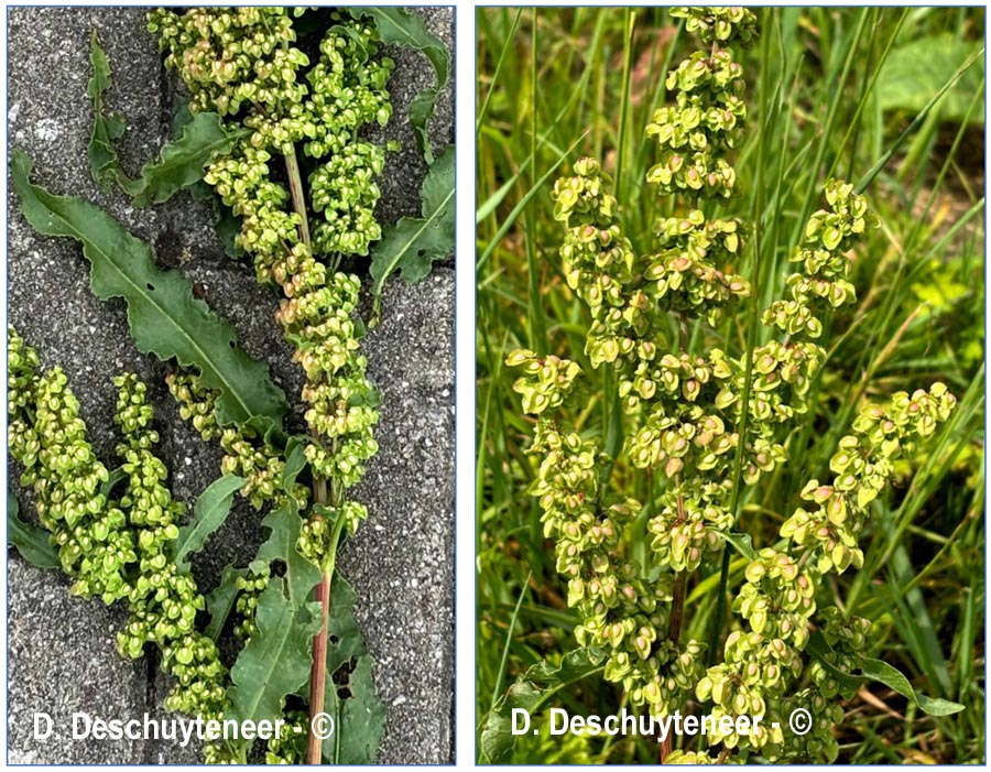 Rumex crispus (oseille crépue)