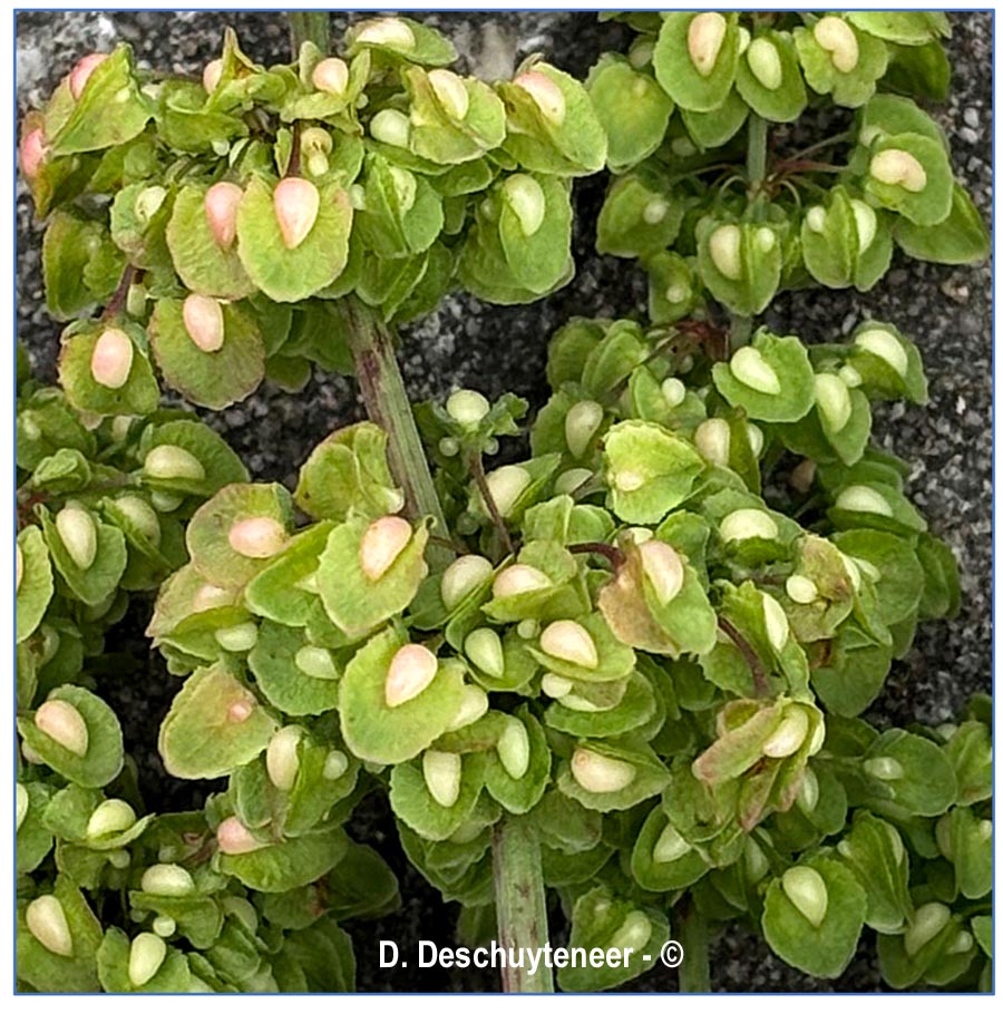 Rumex crispus (oseille crépue)