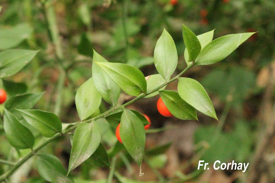 Ruscus aculeatus (fragon petit-houx)
