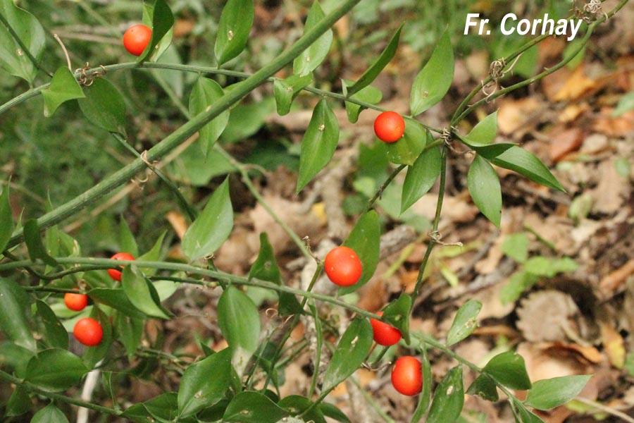 Ruscus aculeatus (fragon petit-houx)