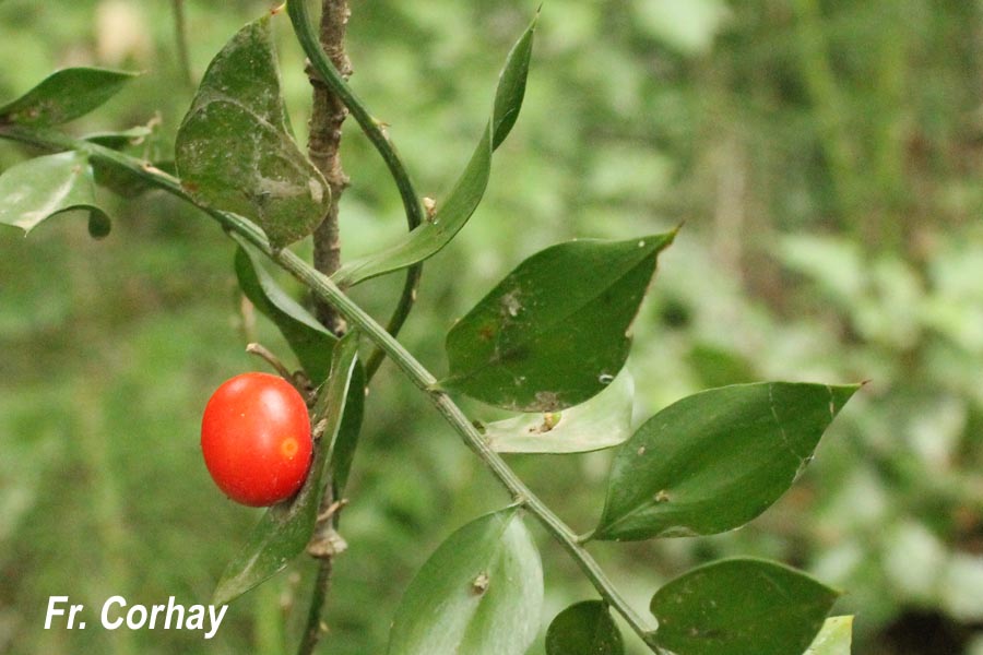 Ruscus aculeatus (fragon petit-houx)