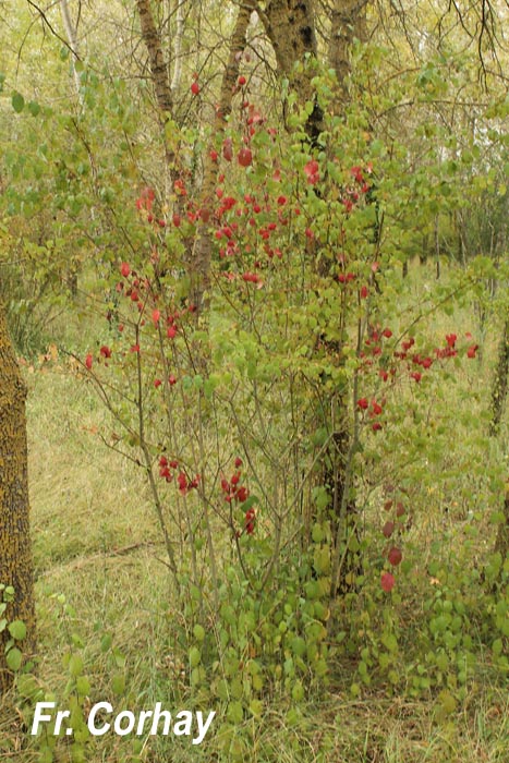 Ruscus aculeatus (fragon petit-houx)