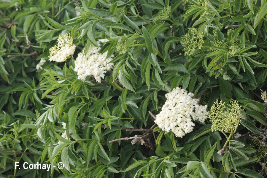 Sambucus nigra