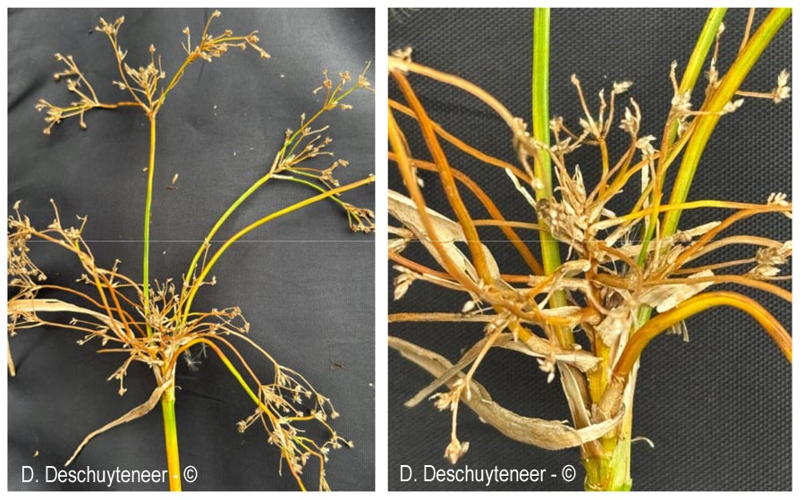 Scirpus sylvaticus (scirpe des bois)