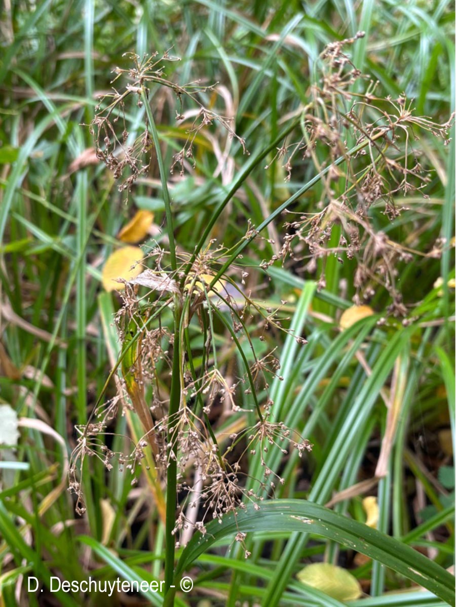 Scirpus sylvaticus (scirpe des bois)