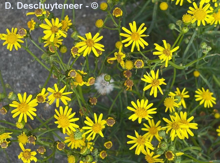 Senecio inaequidens