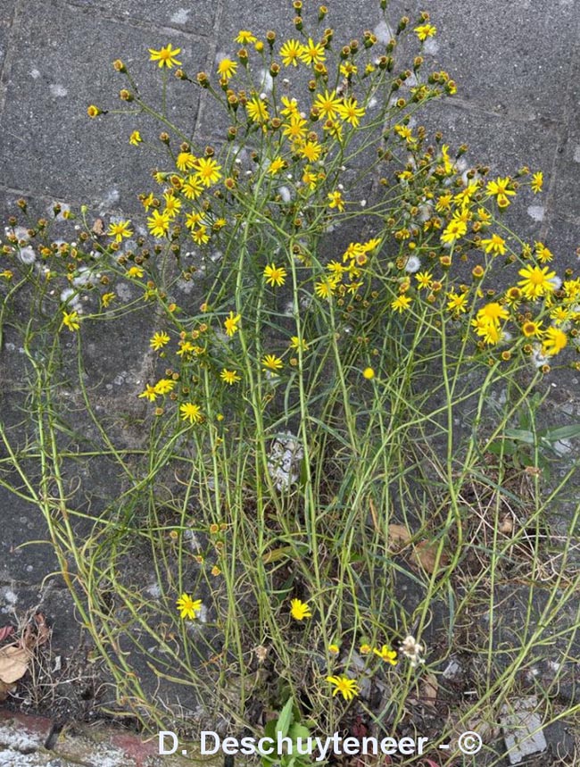 Senecio inaequidens
