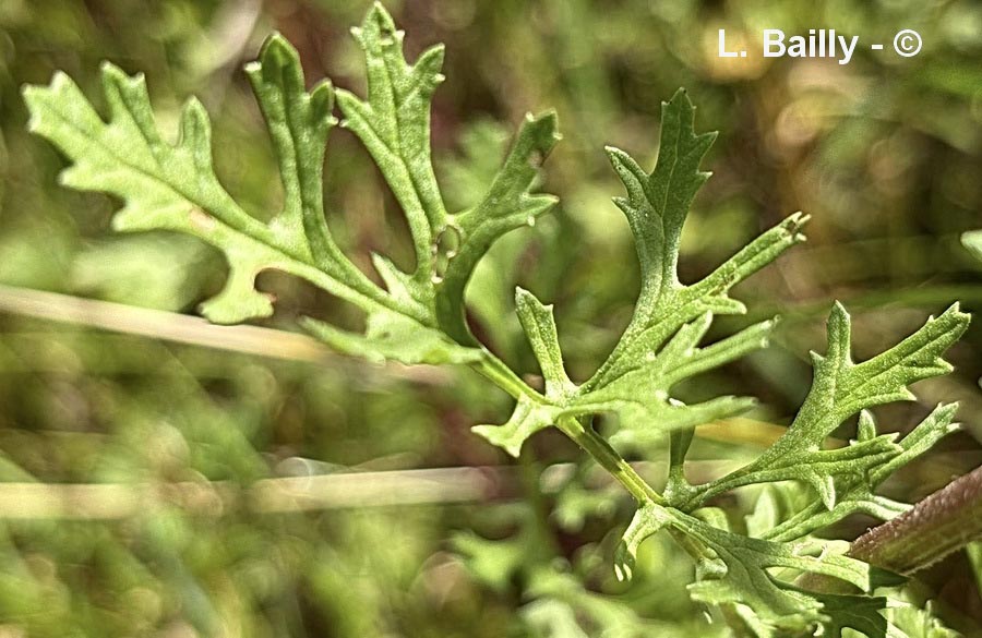 Senecio jacobaea (séneçon jacobée)