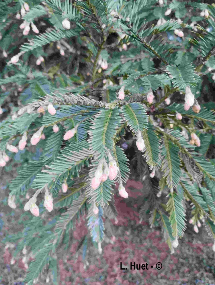 Sequoia sempervirens