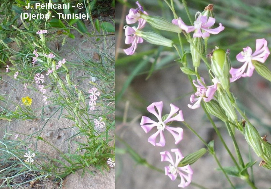Silene colorata (silène coloré)