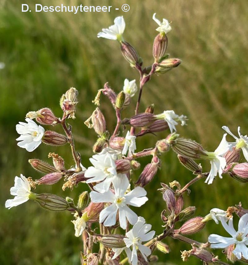 Silene latifolia (compagnon blanc, lychnis à grosses graines)