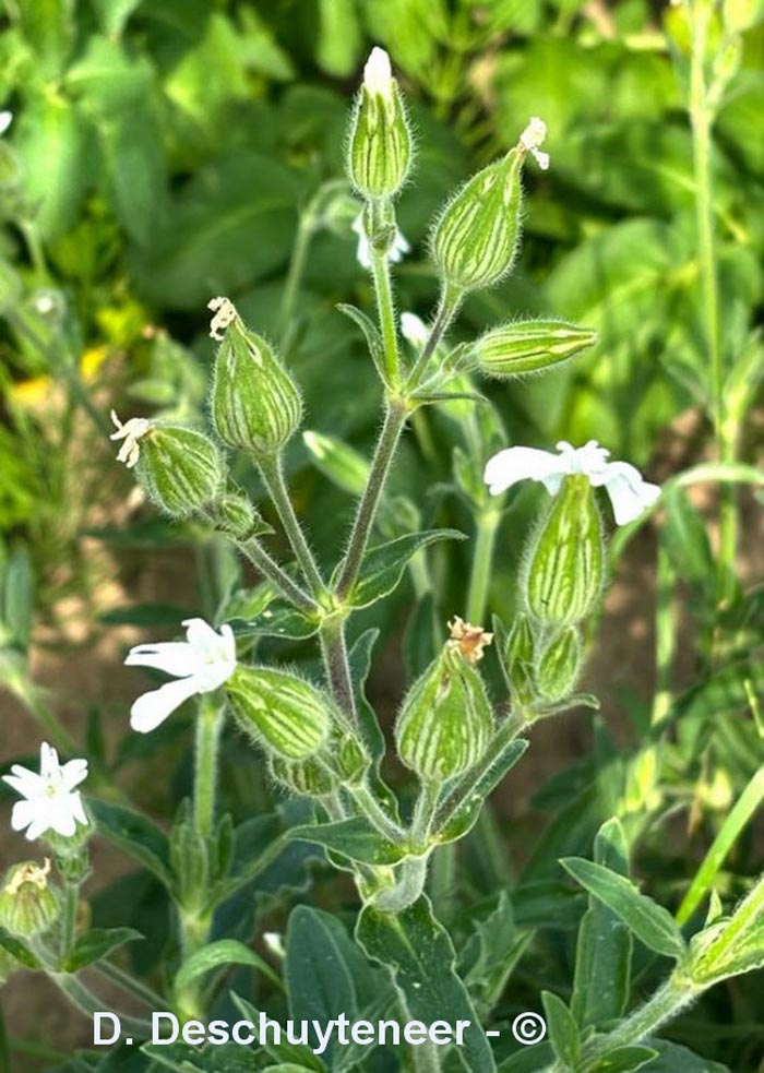 Silene latifolia (compagnon blanc, lychnis à grosses graines)