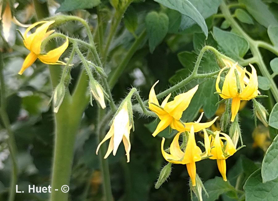 Solanum lycopersicum (Lycopersicon esculentum)