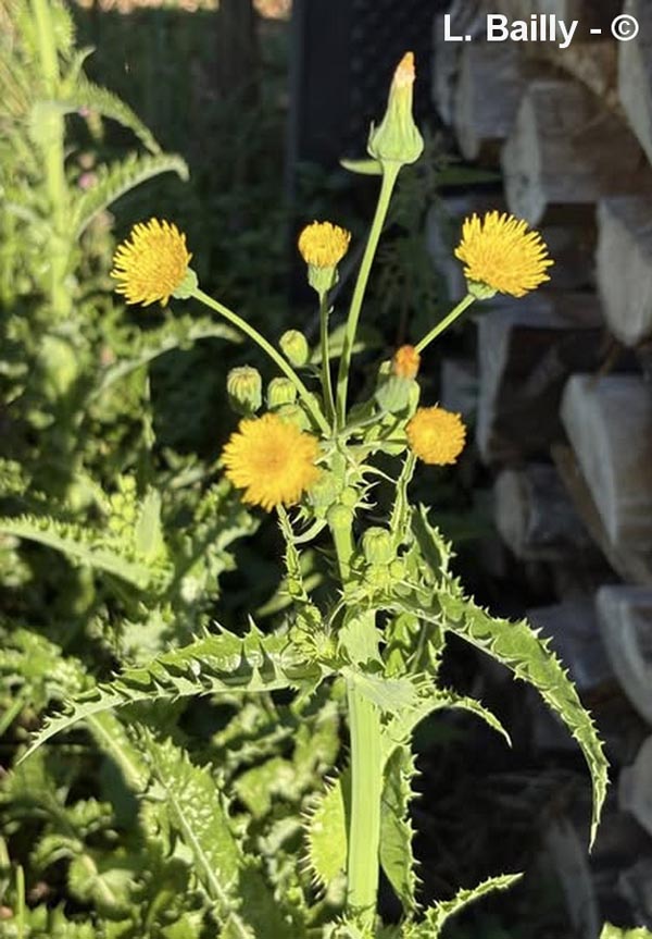 Sonchus asper (laiteron rude, épineux)