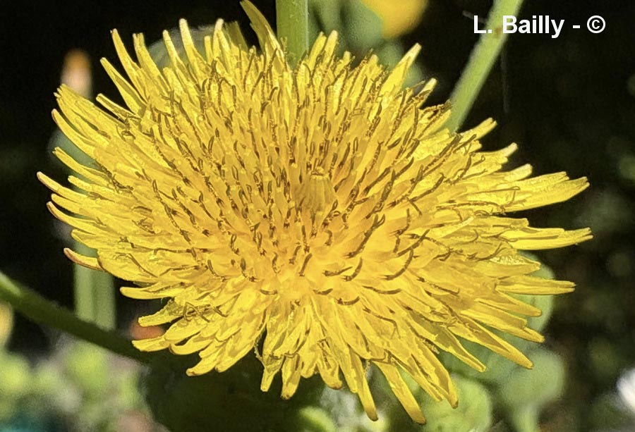 Sonchus asper (laiteron rude, épineux)