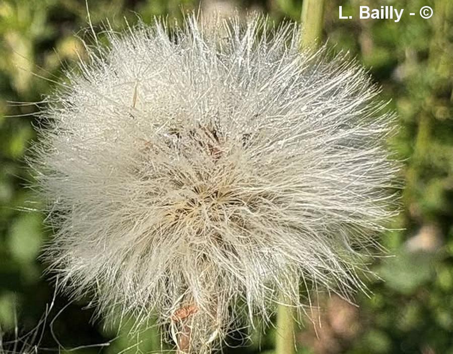 Sonchus asper (laiteron rude, épineux)