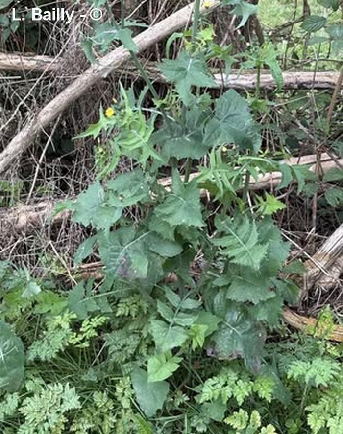 Sonchus oleraceus (laiteron maraîcher)