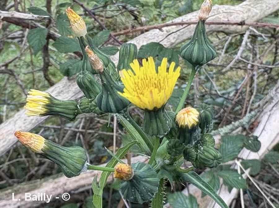Sonchus oleraceus (laiteron maraîcher)