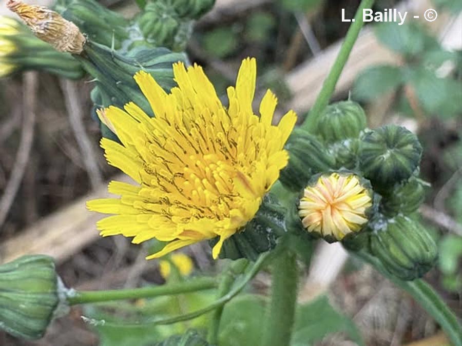 Sonchus oleraceus (laiteron maraîcher)